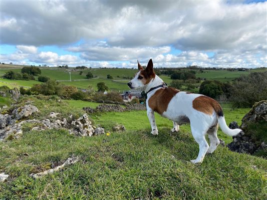 dog on farm fields 